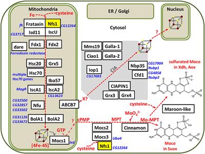 Iron Sulfur and Molybdenum Cofactor Enzymes Regulate the Drosophila Life Cycle by Controlling Cell Metabolism